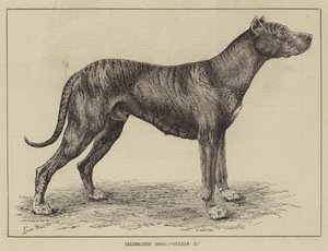 Perros célebres, Sultán II de Louis Wain